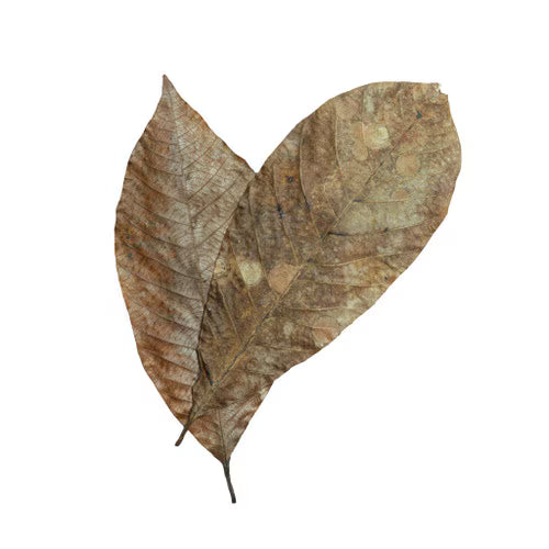 Habistat Rubber Leaves pack
