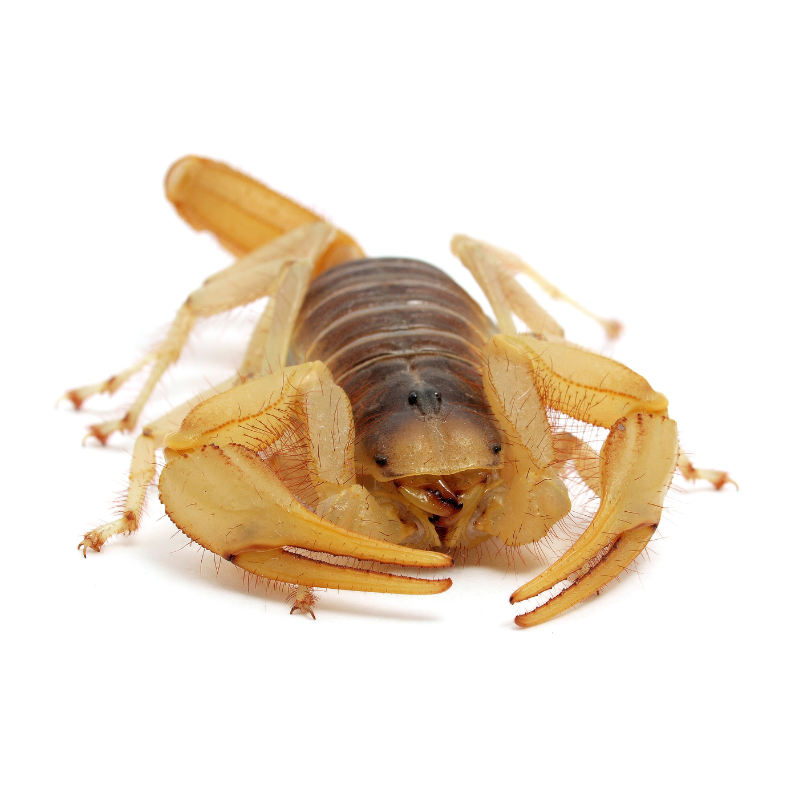 Desert Hairy Scorpion | Hadrurus arizonensis
