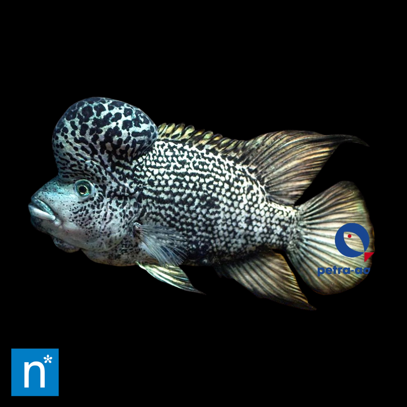 Haitian Cichlid | Nandopsis haitiensis