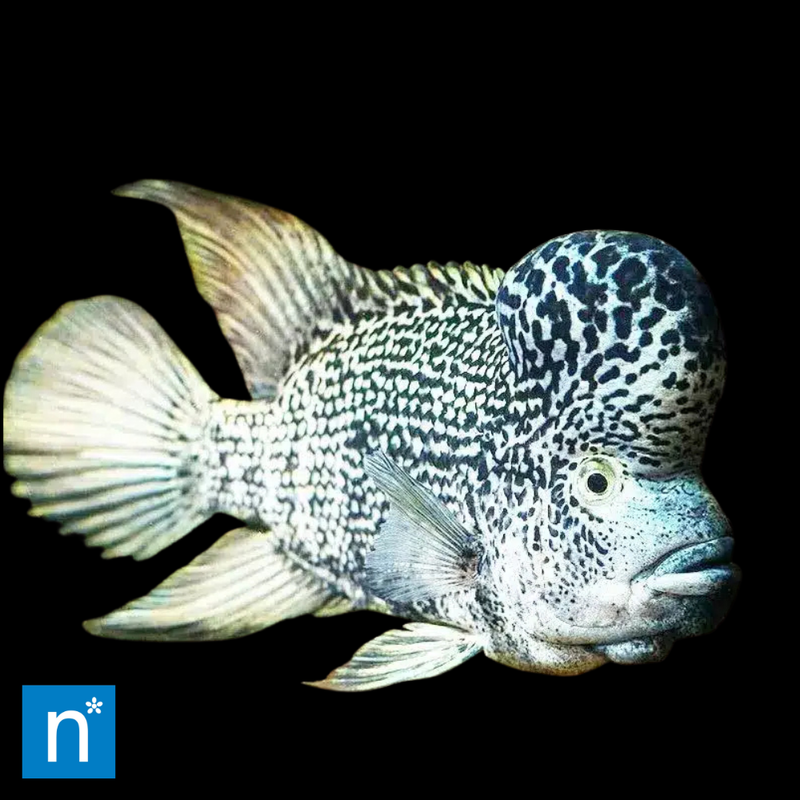 Haitian Cichlid | Nandopsis haitiensis