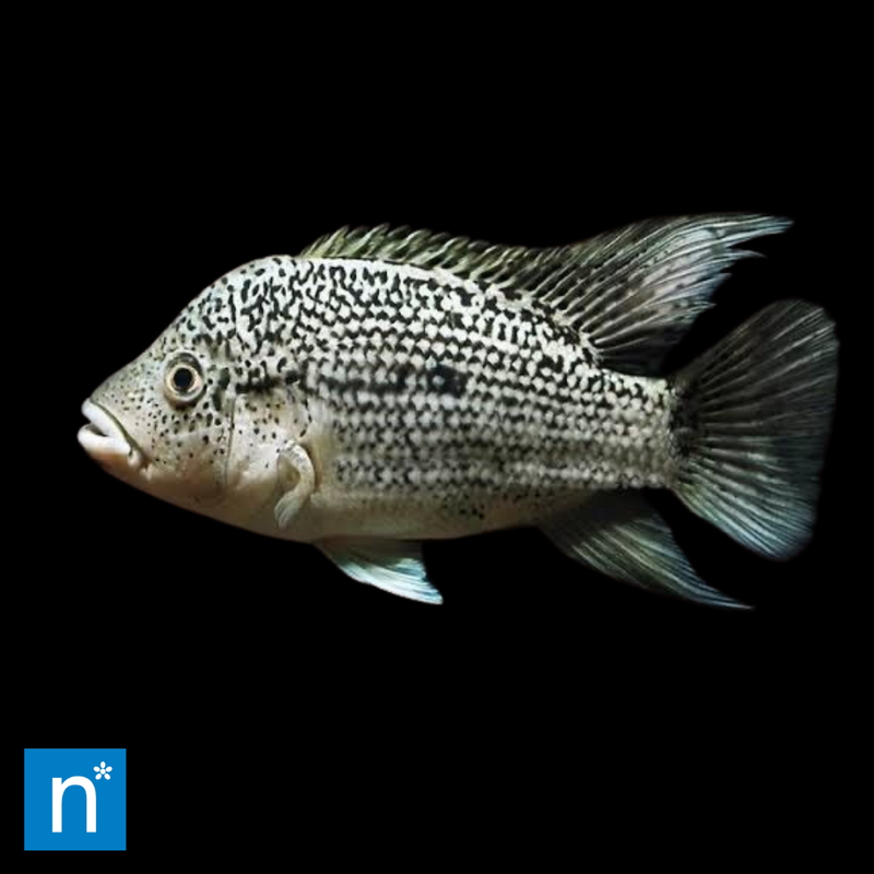 Haitian Cichlid | Nandopsis haitiensis