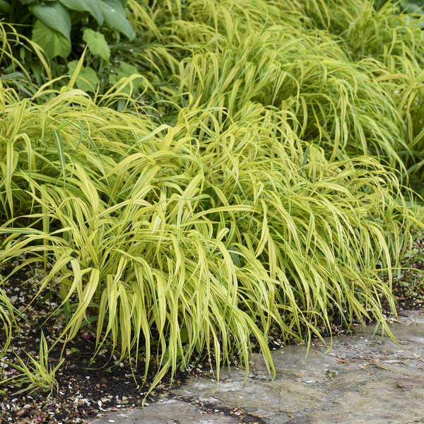 Hakonechloa macra 'Aureola' 2 Litre