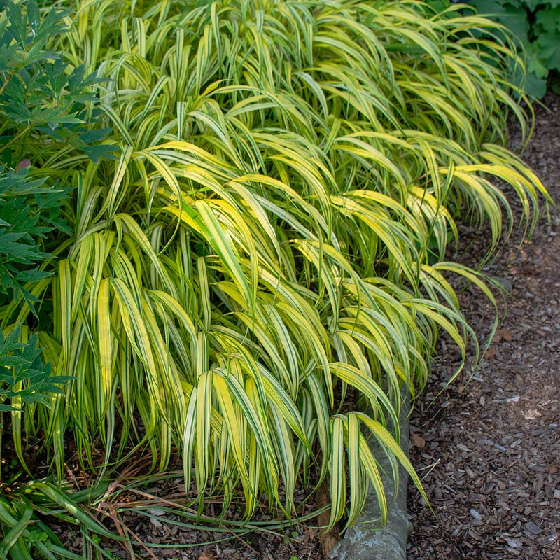 Hakonechloa macra 'Aureola' 2 Litre