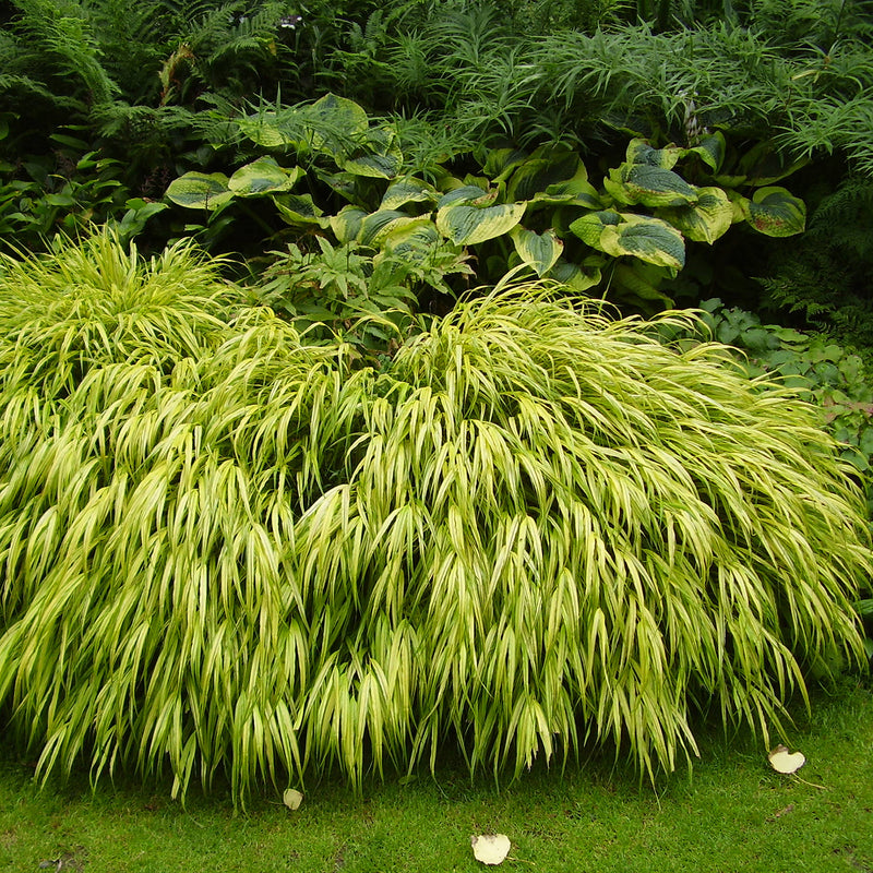 Hakonechloa macra 'Aureola' 2 Litre