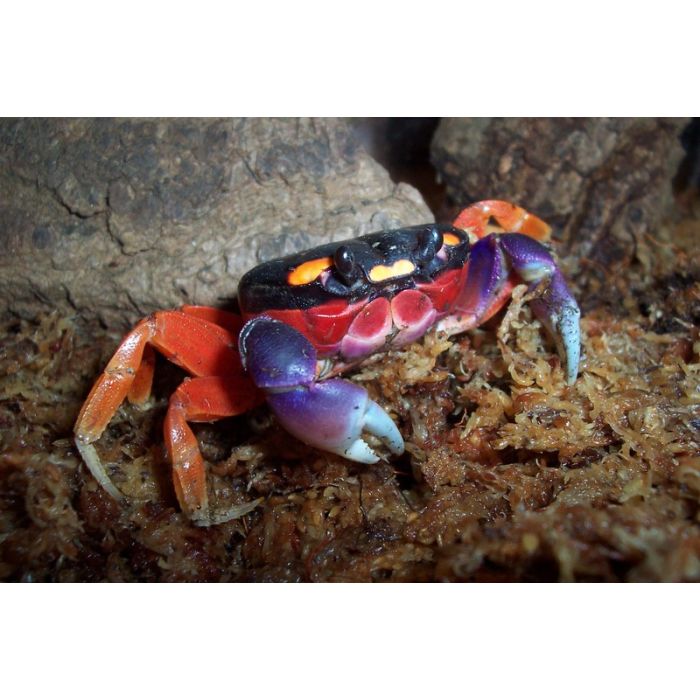 Halloween Crab | Gecarcinus quadratus