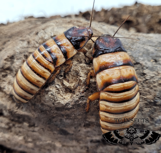 Halloween Hissing Cockroach (Elliptorhina javanica Halloween)