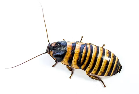 Halloween Hissing Cockroach (Elliptorhina javanica Halloween)