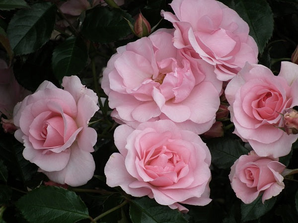Happy Silver Wedding Floribunda Rose 3.5 Litre