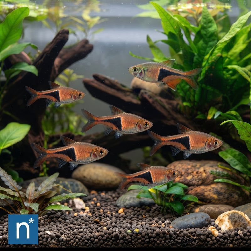 Harlequin Rasbora | Trigonostigma heteromorpha