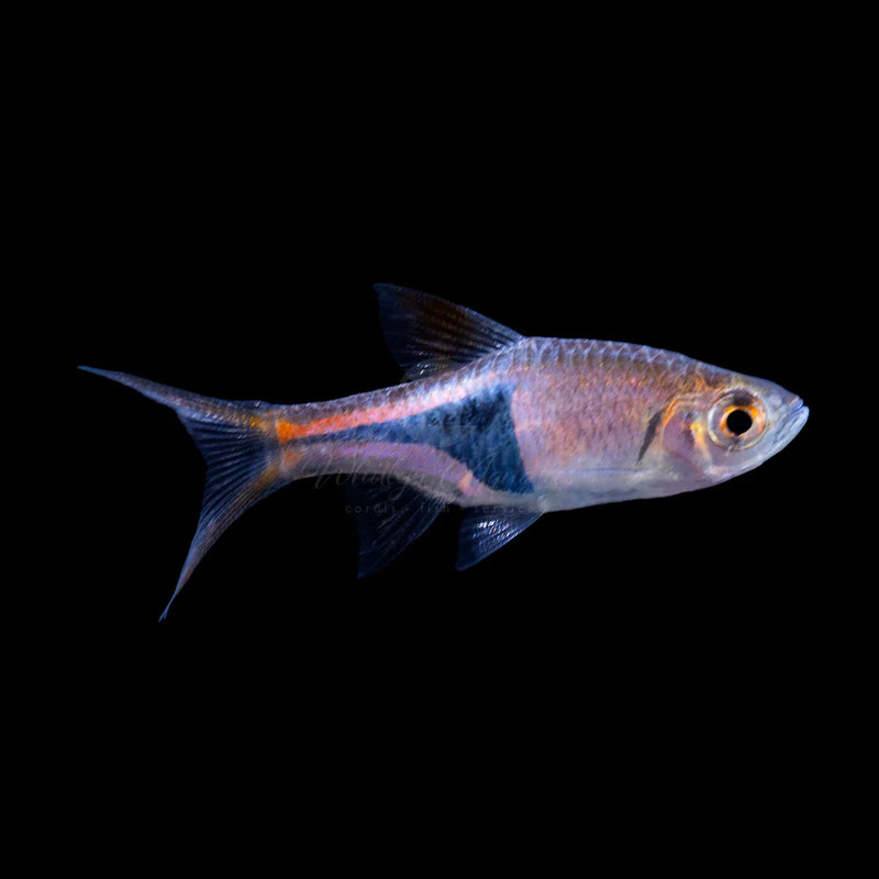 Harlequin Rasbora 2.5-3cm