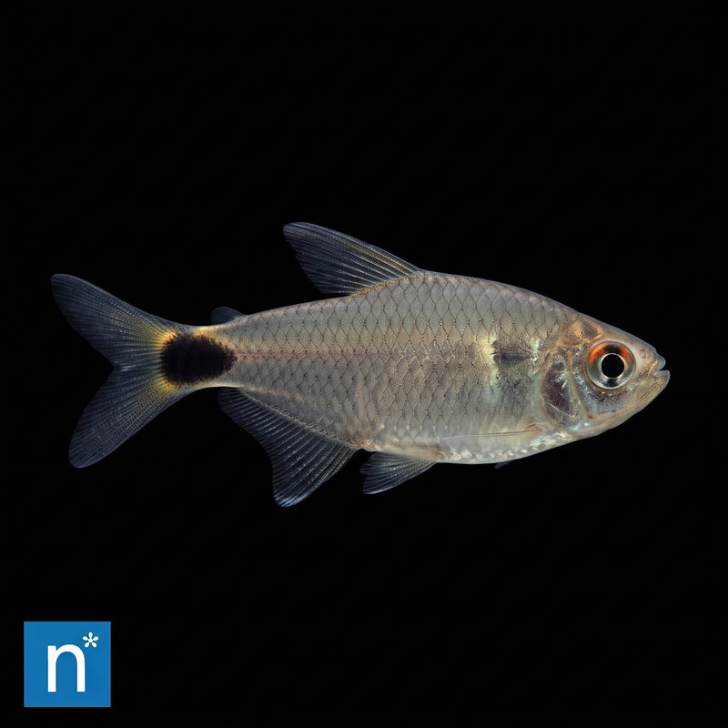 Head-and-Tail Light Tetra | Hemigrammus ocellifer
