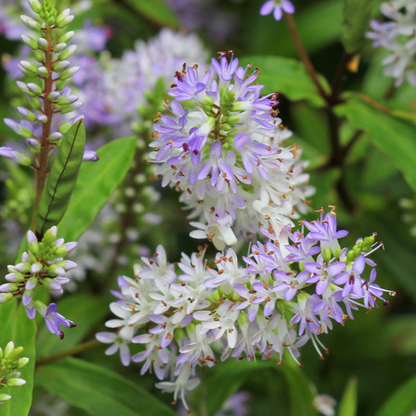 Hebe 'Bronze Glow' 2 Litre
