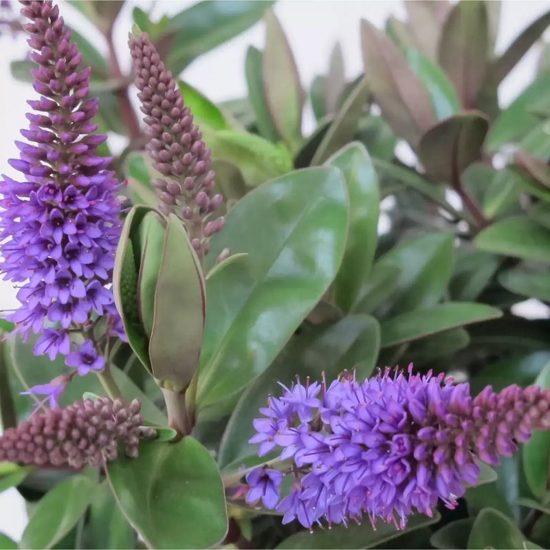 Hebe 'Donna Anna' | Hebe 'Anna' (2 Litre)