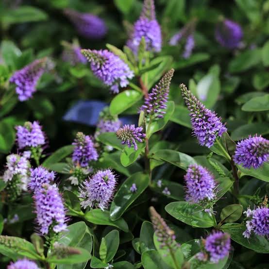 Hebe 'Donna Anna' | Hebe 'Anna' (2 Litre)