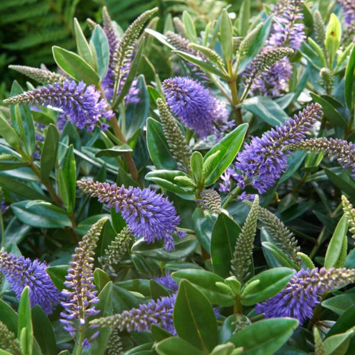 Hebe 'Donna Anna' | Hebe 'Anna' (2 Litre)