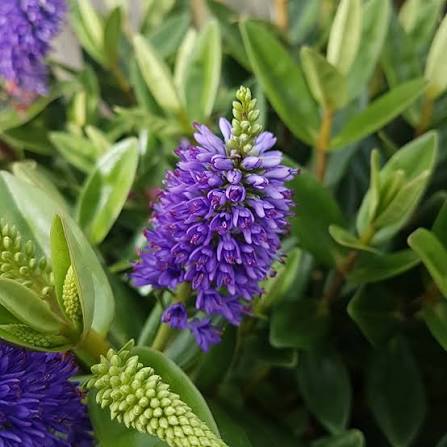 Hebe 'Donna Britta' | Hebe 'Britta' (15cm Pot)