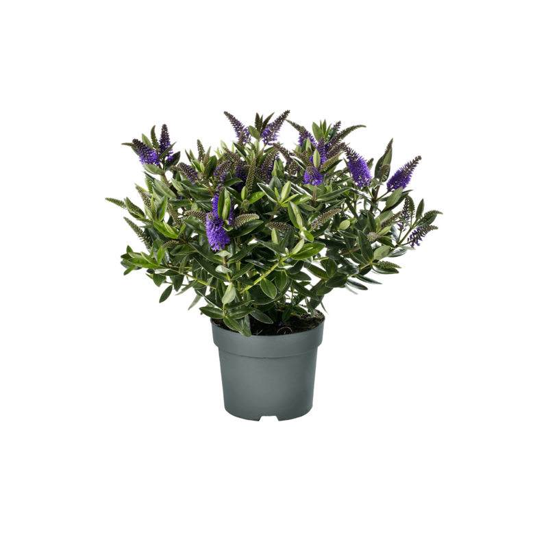 Hebe 'Donna Britta' | Hebe 'Britta' (15cm Pot)