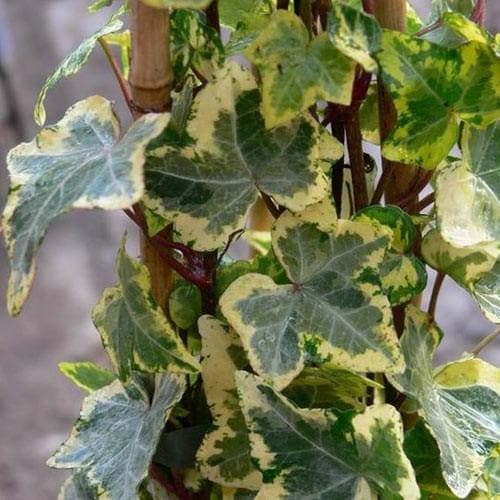 Hedera Mix (Single Cane | 2 Litre)