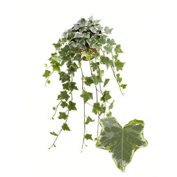 Trailing Ivy For Containers & Baskets 9cm