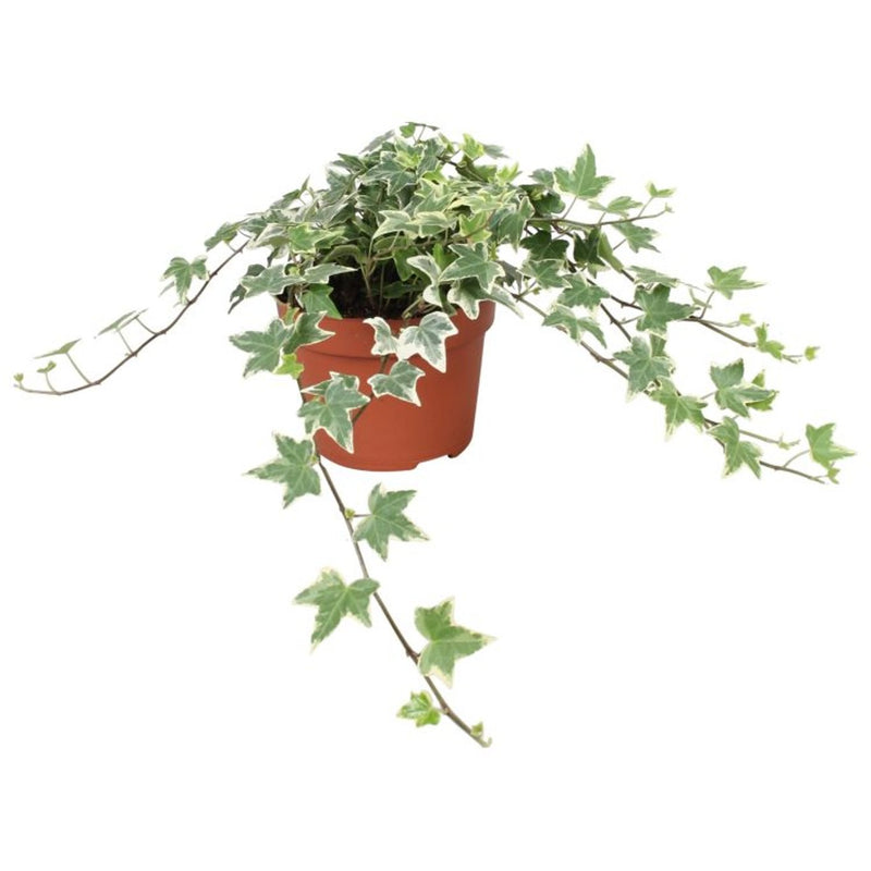 Hedera hel. 'Eva' P13, 30 cm