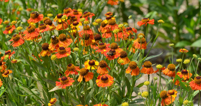 Helenium 'Mardi Gras'  (2 Litre)