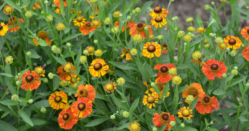 Helenium 'Mardi Gras' 