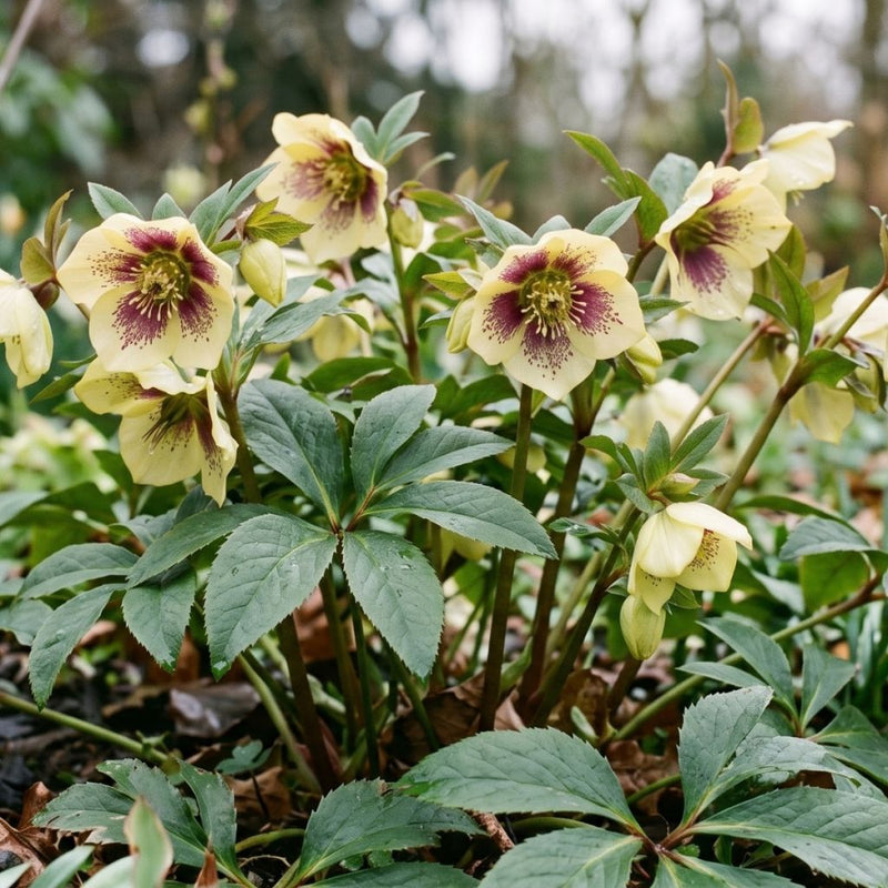 Helleborus ViV ‘Serafina’ in a garden setting