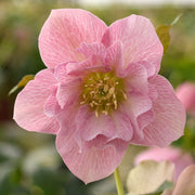 Helleborus ViV ‘Benedetta’ in a garden setting