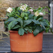 Helleborus ViV ‘Benedetta’ showing its flower colour