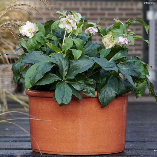 Helleborus ViV ‘Benedetta’ showing its flower colour