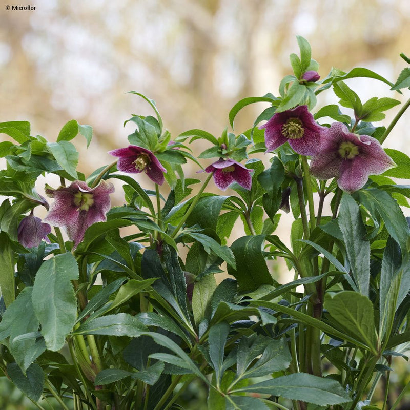 Lenten Rose ViV 'Eloisa' – Helleborus × hybridus 'Eloisa'