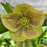 Helleborus ViV ‘Serafina’ showing its flower colour