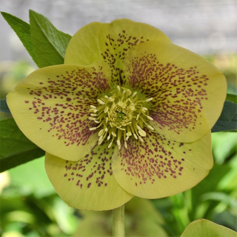 Helleborus ViV ‘Serafina’ showing its flower colour