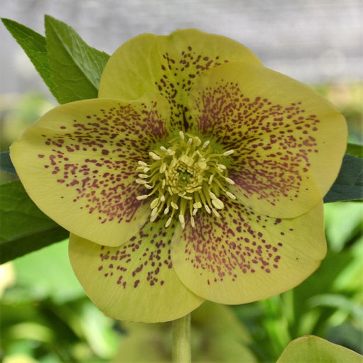 Helleborus ViV ‘Serafina’ showing its flower colour