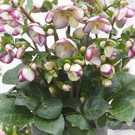 Hellebore Frostkiss 'Glenda's Gloss' | Helleborus 'Glenda's Gloss' (2 Litre)
