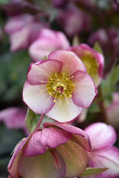 Hellebore Frostkiss 'Glenda's Gloss' | Helleborus 'Glenda's Gloss' (2 Litre)
