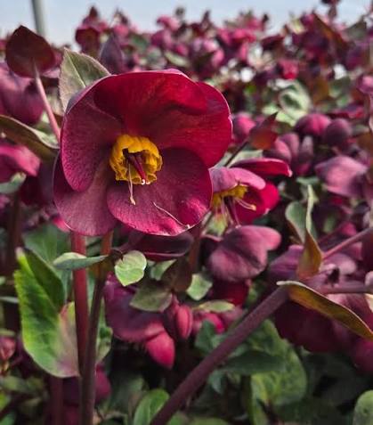 Hellebore Frostkiss 'Vibey Velvet' | Helleborus 'Vibey Velvet' (2 Litre)