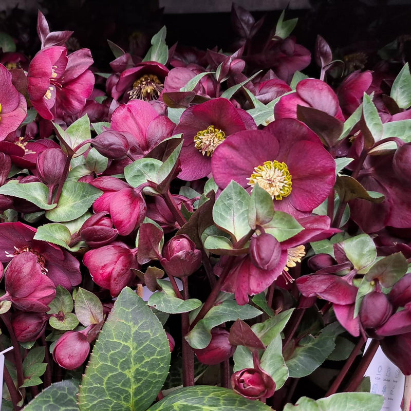 Hellebore Frostkiss 'Vibey Velvet' | Helleborus 'Vibey Velvet' (2 Litre)