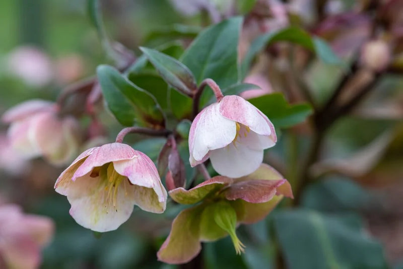 Hellebore 'Winterbells' | Helleborus × sahinii 'Winterbells' (2 Litre)
