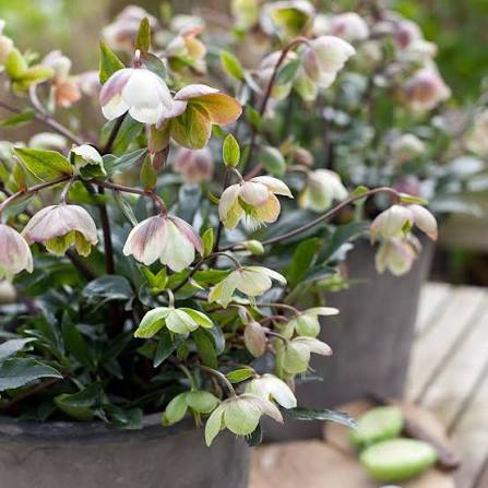 Hellebore 'Winterbells' | Helleborus × sahinii 'Winterbells' (2 Litre)