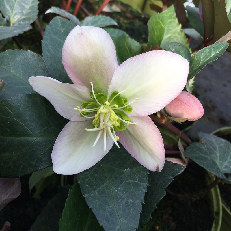 Helleborus 'Angel Glow' | Lenten Rose 2L