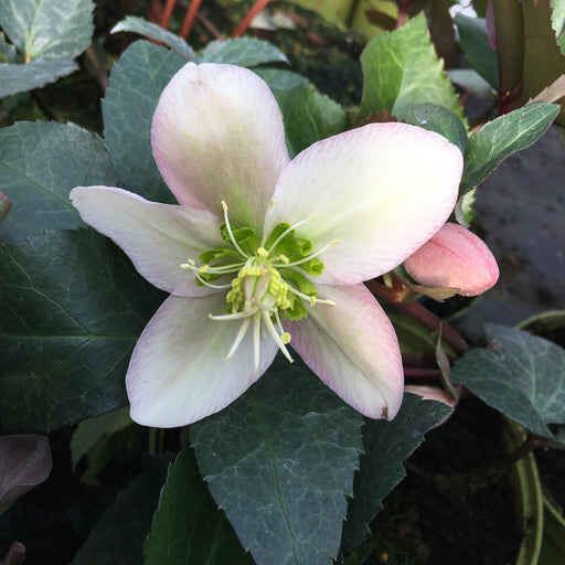 Hellebore 'Angel Glow' – Helleborus 'Angel Glow'