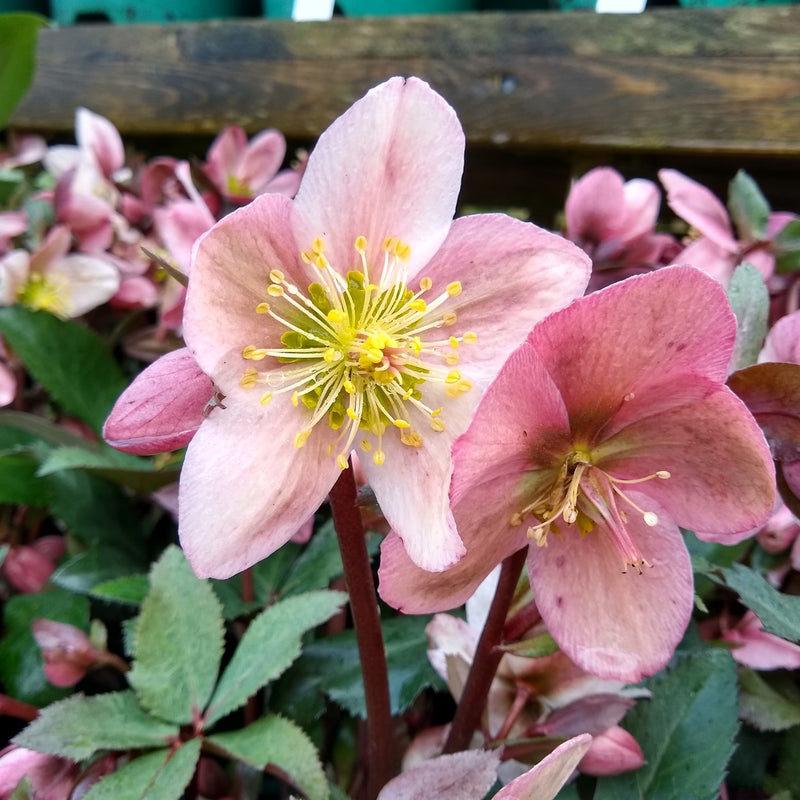 Helleborus 'Pirouette' | Lenten Rose (2 Litre)