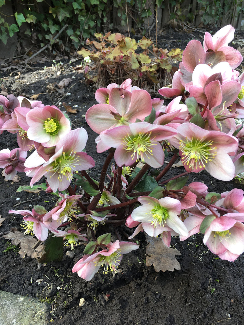 Helleborus 'Pirouette' | Lenten Rose (2 Litre)