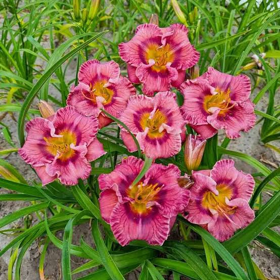 Hemerocallis 'Always Liberty' 2L