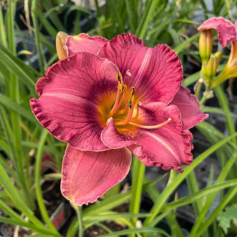 Hemerocallis 'Always Liberty' 2L