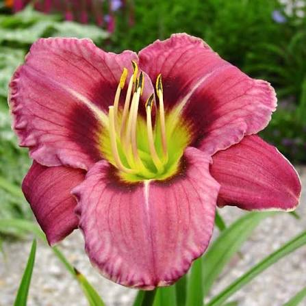 Hemerocallis 'Always Liberty' 2L
