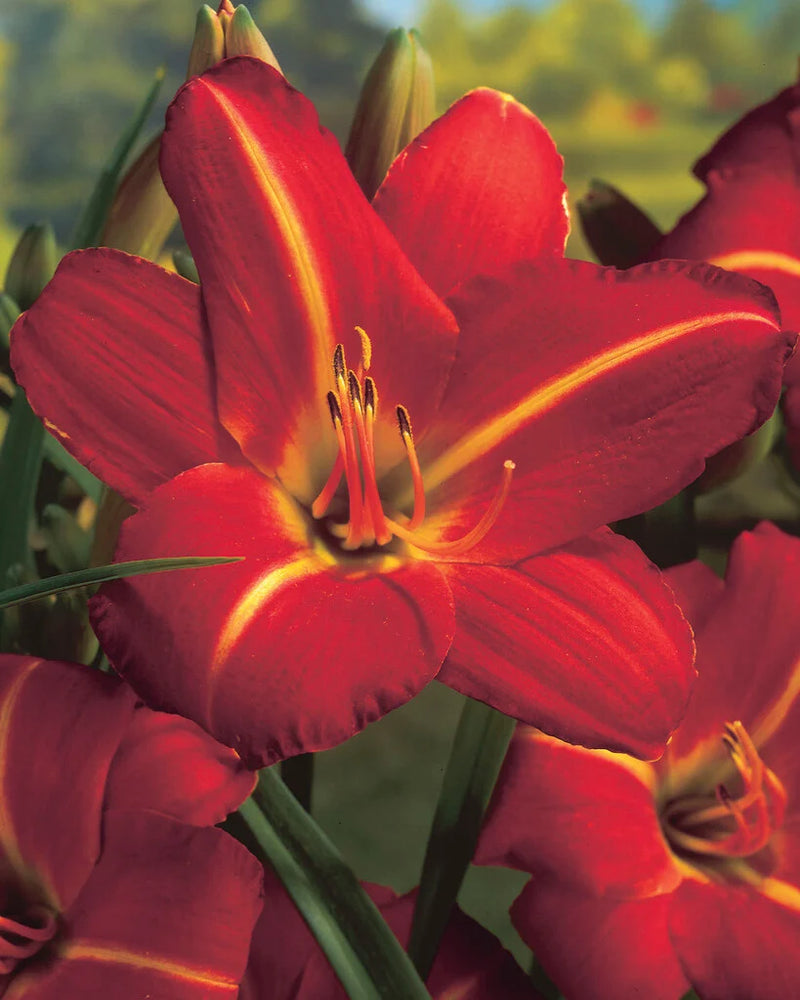 Hemerocallis 'Chicago Fire' 2L