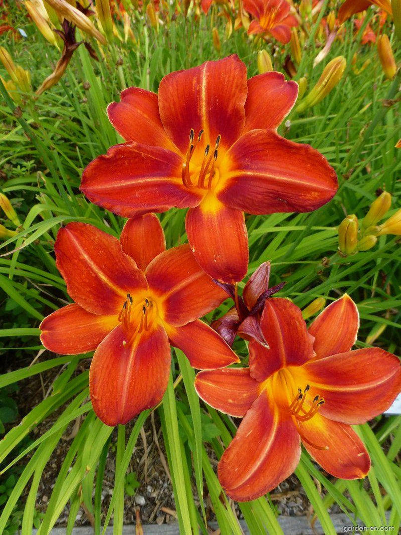 Hemerocallis 'Chicago Fire' 2L