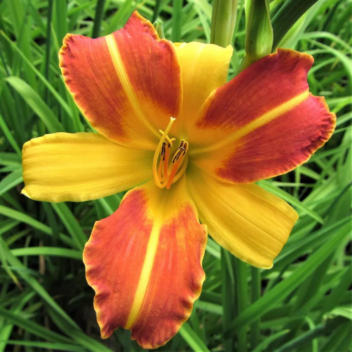 Hemerocallis 'Frans Hals' 2L